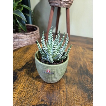 Aloe Humilis Shark mini - Heureka.cz