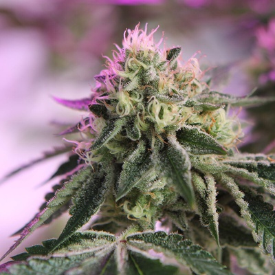 Barney´s Farm RS11 x Banana OG semena neobsahují THC 3 ks