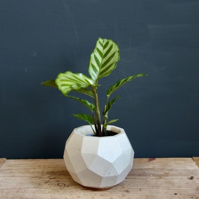 Calathea Setosa baby