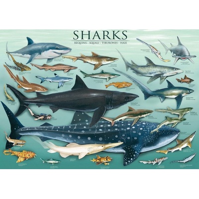 EuroGraphics Jigsaw Sharks 1000 dílků