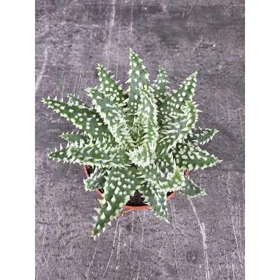 Aloe Humilis Shark mini 7 cm – Zboží Dáma