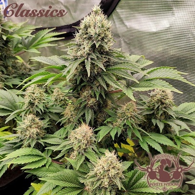 Buddha Seeds White Widow semena neobsahují THC 5 ks