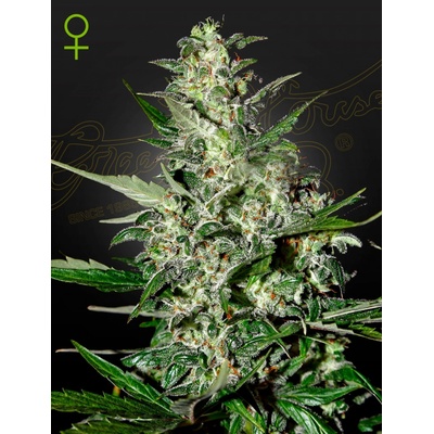 Green House Seeds Super Critical AUTO semena neobsahují THC 5 ks