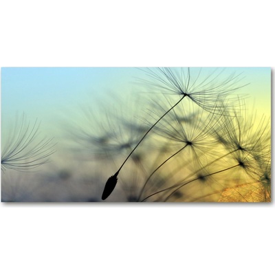 Moderný foto obraz na stenu semeno púpavy 100x50 cm
