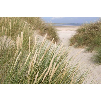 DIMEX ART Флизелинов фототапет трева в пясъчните дюни 375 x 250 см