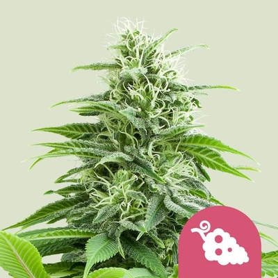 Royal Queen Seeds Fruit Spirit semienka neobsahujú THC 100 ks