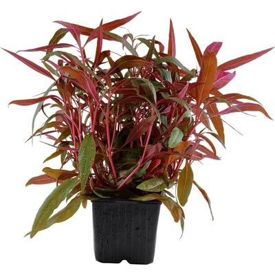 Alternanthera reineckii Pink XL