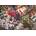 Clementoni - Puzzle Lupin the 3rd - 1 500 piese