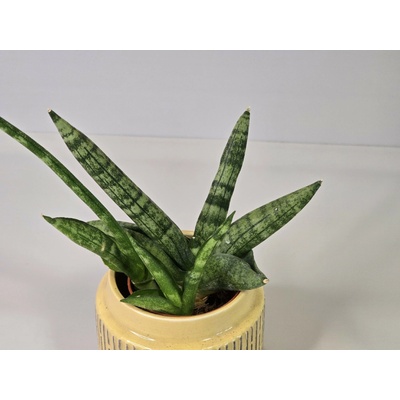 Baby Sansevieria Cylindrica 'Bonsel'