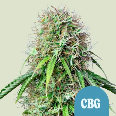 Royal Queen Seeds Royal CBG Automatic semienka neobsahujú THC 100 ks
