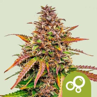 Royal Queen seeds Bubble Kush AUTO semena neobsahují THC 5 ks