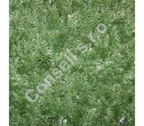 THUJA (50CM X 50CM)