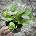 Epipremnum Global Green