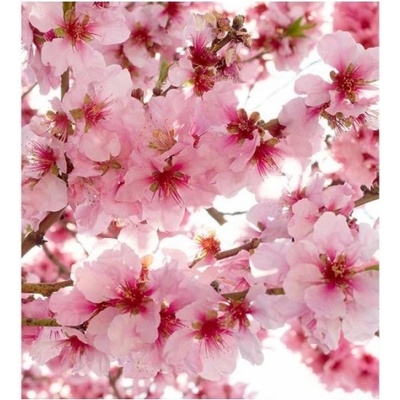 DIMEX ART Флизелинов фототапет ябълкови цветове 225 x 250 см