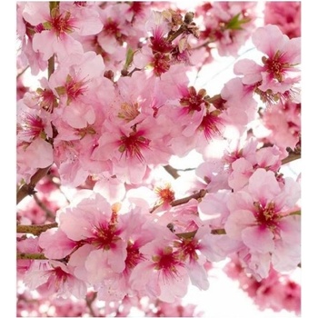 DIMEX ART s. r. o Флизелинов фототапет ябълкови цветове 225 x 250 см