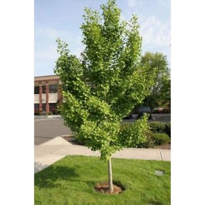 Ginkgo biloba (Ginko dvojlaločné) - kont. C3L, výška: 40-60 cm