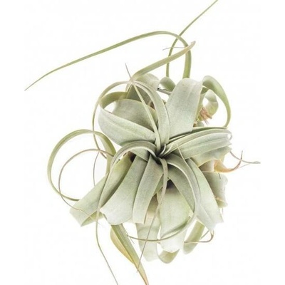 Tilandsie, Tillandsia xerographica EXTRA