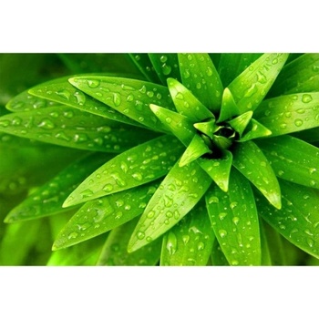 DIMEX ART s. r. o Флизелинов фототапет пресни листа 375 x 250 см