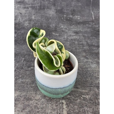 Hoya Compacta Variegatta mini