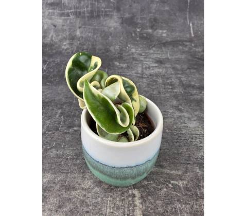 Hoya Compacta Variegatta mini