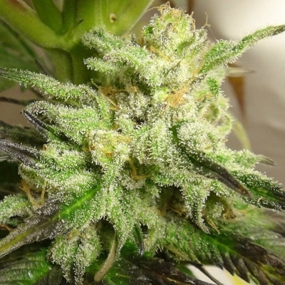 Ace Seeds Kali China semienka neobsahujú THC 1 ks