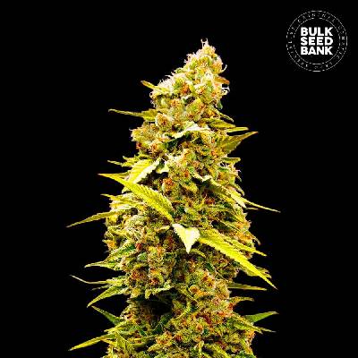 Bulk Seed Bank Banana Monkey semena neobsahují THC 10 ks