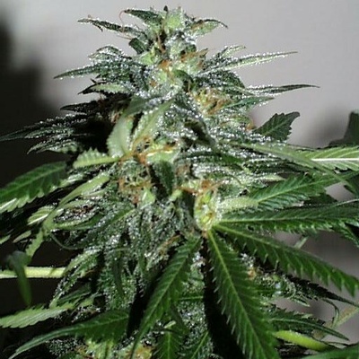 KC Brains Seeds Cyber Cristal regular semienka neobsahujú THC 5 ks