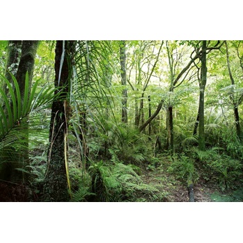 DIMEX ART s. r. o Флизелинов фототапет тропическа растителност 375 x 250 см