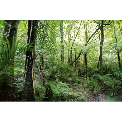 DIMEX ART Флизелинов фототапет тропическа растителност 375 x 250 см