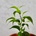 Ficus Benjamina baby