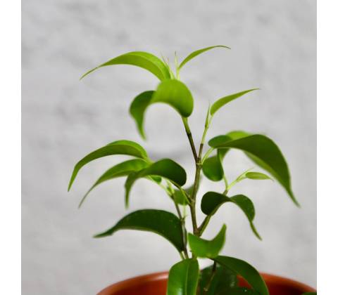 Ficus Benjamina baby