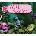 RB Axolotl