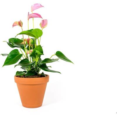 Gardners Anthurium mix, průměr 12 cm - Zachraň Kytku Anturie, Toulitka, Prasečí ocásek