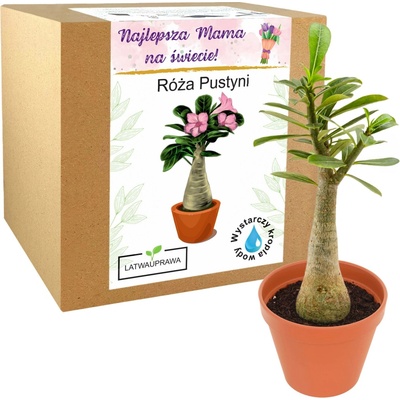 Dárek ke Dni matek pro ni stabilizovaná růže dárek svátek matek od Desert Rose