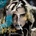 KESHA - CANNIBAL LP