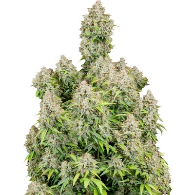 Fastbuds Original Auto Cinderella semienka neobsahujú THC 10 ks