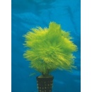Limnophila aquatica