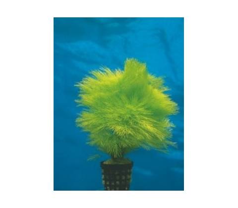 Limnophila aquatica