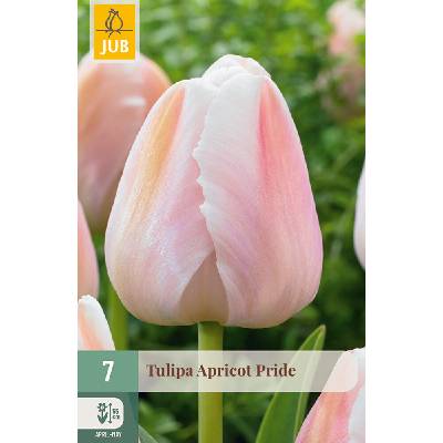 JUB Tulipán - Apricot Pride
