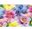 Interdruk - Puzzle Flowers 500 - 500 piese