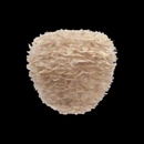 UMAGE 2468