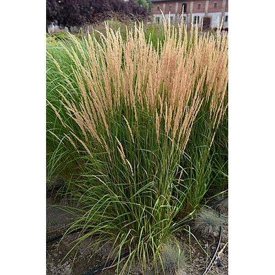 Calamagrostis acutiflora KARL FOERSTER - třtina ostrokvětá