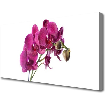 Obraz Canvas Orchidea kvety príroda 100x50 cm