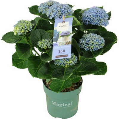 Hortenzia kalinolistá Magical Revolution Blue, výška 30-40 cm, kvetináč 14 cm
