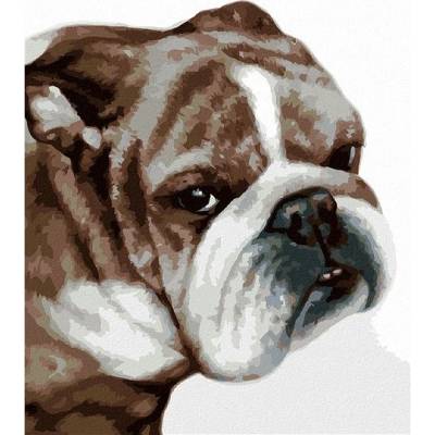 zuty Malování Podle Čísel Bulldog Myroslava Voloschuk 80 x 100 Cm Plátno