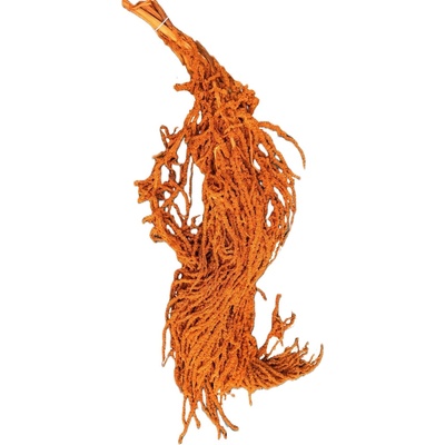 Amaranthus svazek 5 ks - oranžová