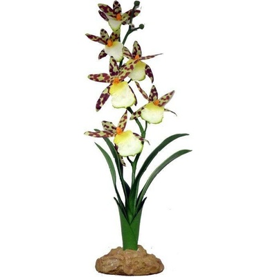 Komodo Spider Orchid 40 cm