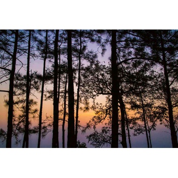 DIMEX ART s. r. o Флизелинов фототапет тайландски парк 375 x 250 см