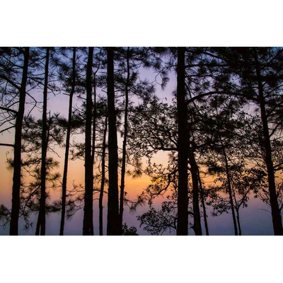 DIMEX ART Флизелинов фототапет тайландски парк 375 x 250 см