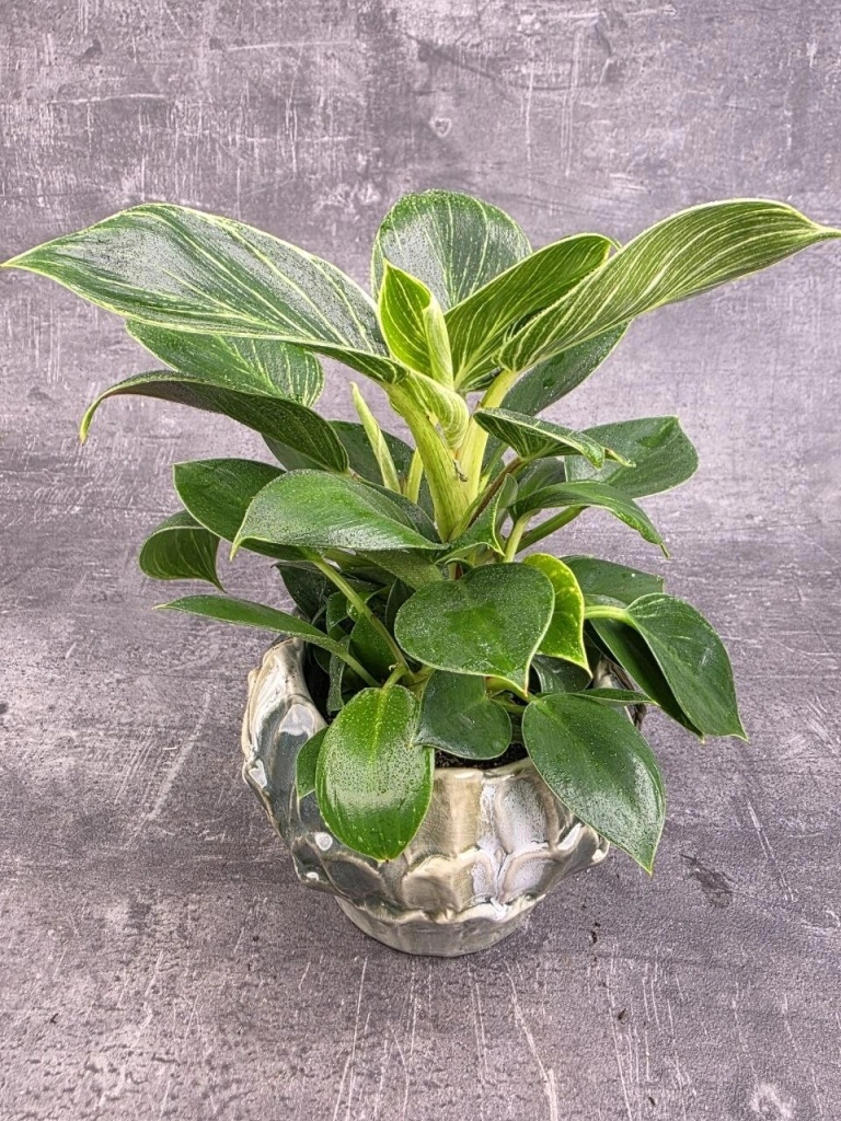 hostas the plant Plantain Lily (Hosta) Patriot